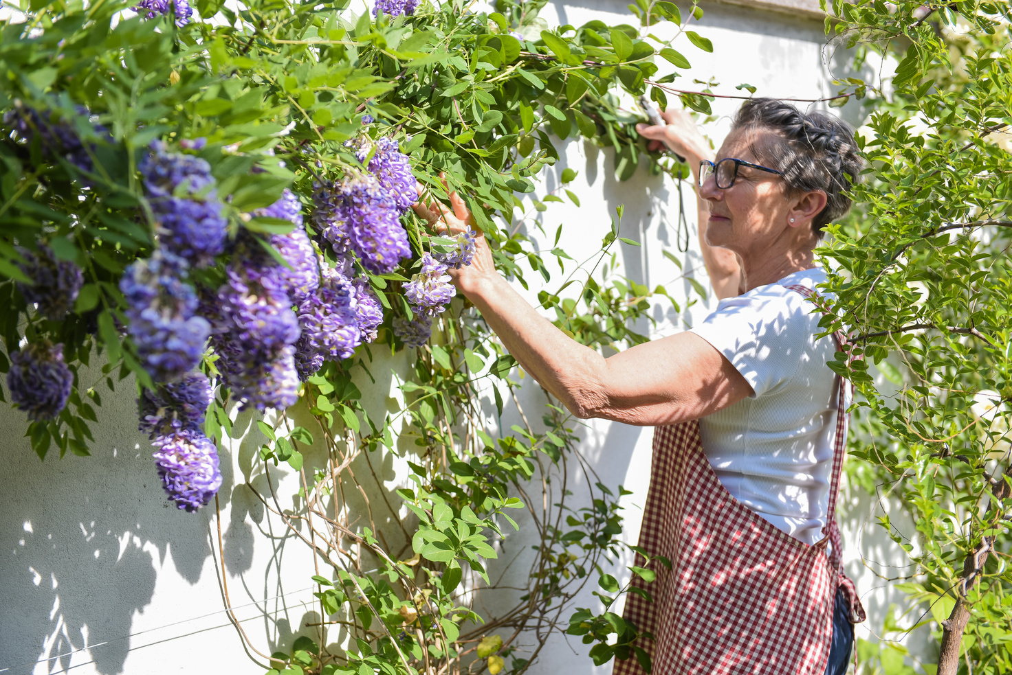 60 year old woman working in the garden of her house touching wisteria